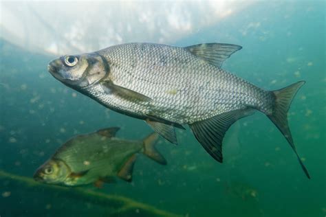 Common bream .